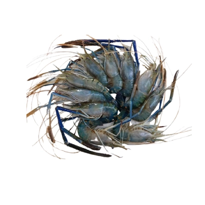 Galda Prawn 500 gm (7-8 Pcs )